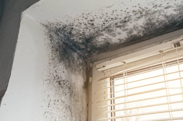 Trusted Bathroom Mold Removal service in Drewryville, VA - Cheap Mold Removal