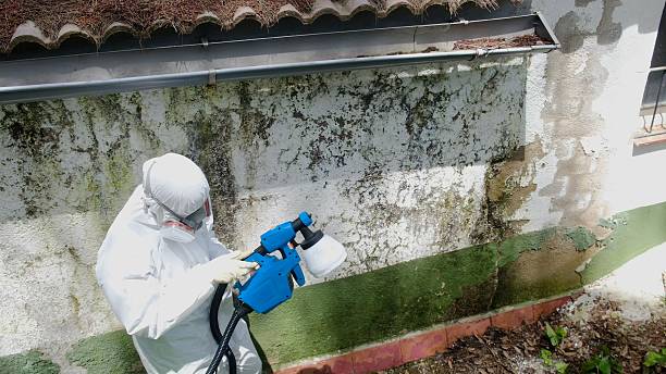 Trusted Mold Inspection service in Drewryville, VA - Cheap Mold Removal